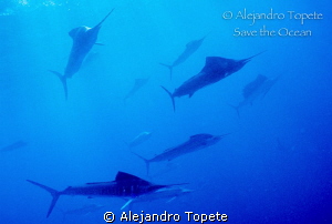 Sail fish Hunting sardine, Isla Mujeres  Mexico by Alejandro Topete 